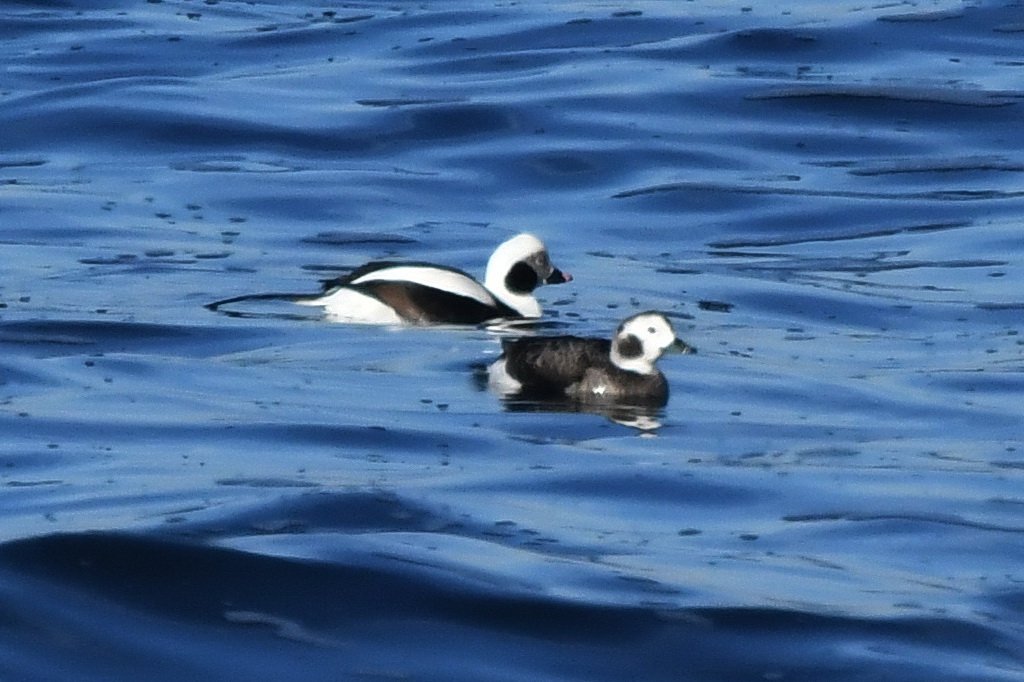 Duck, Long-tailed, 2018-02219273 Rockport, MA.JPG - Long-tailed Duck. Rockport, MA, 2-21-2018